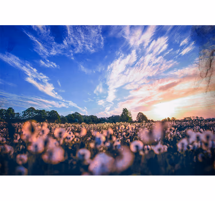 Fotomurale fiori serenità nel campo di tarassaco - TenStickers