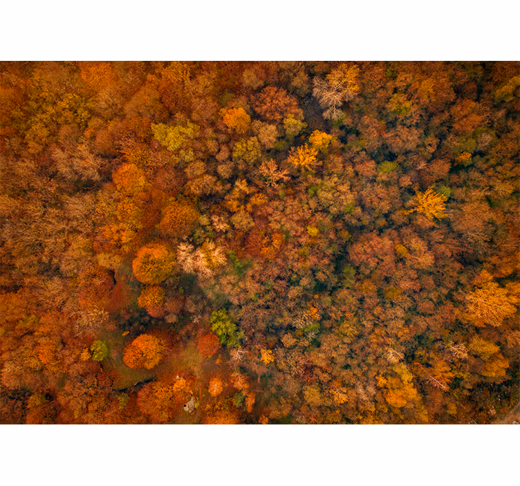 Fotomurali natura vista della chioma autunnale - TenStickers