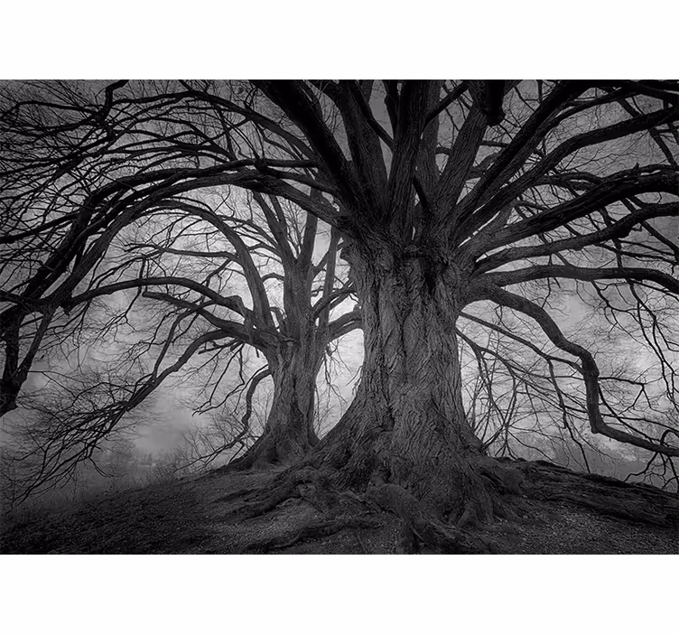 Fotomurale foresta alberi maestosi senza foglie - TenStickers