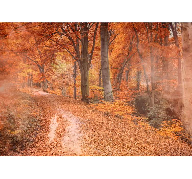 Fotomurali natura sentiero d'autunno - TenStickers