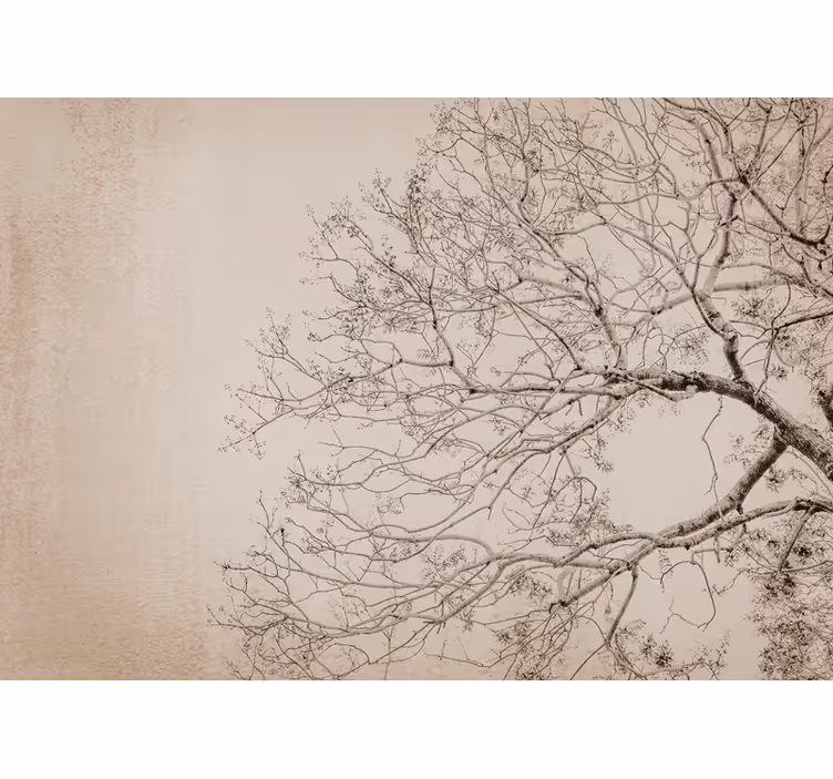 Fotomurale alberi silhouette ramificata bella - TenStickers