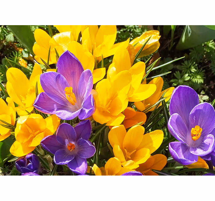 Fotomurale fiori fioriture di crochi colorati - TenStickers