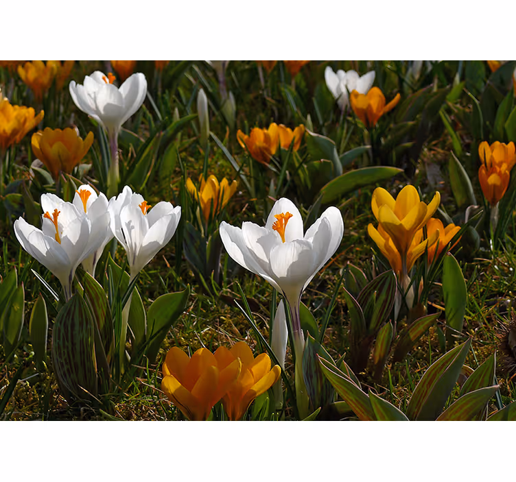 Fotomurale fiori fioritura di crochi - TenStickers