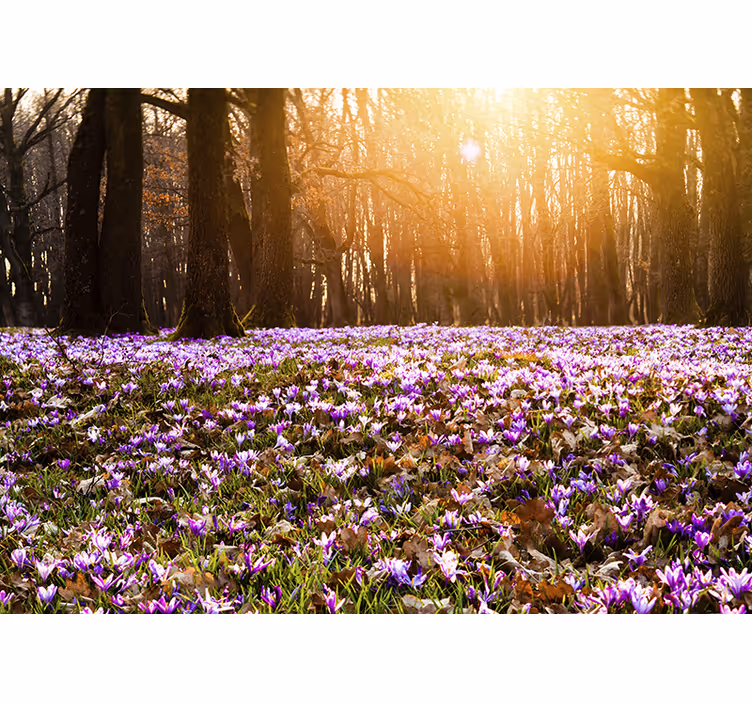 Fotomurale fiori prato di fiori soleggiato - TenStickers