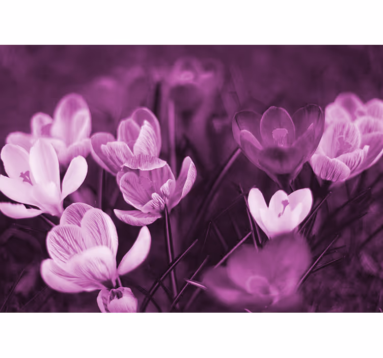Fotomurale papaveri fiori floreali delicati - TenStickers