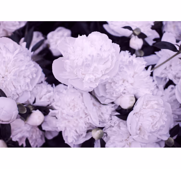 Fotomurale fiori fioriture di peonia lavanda - TenStickers