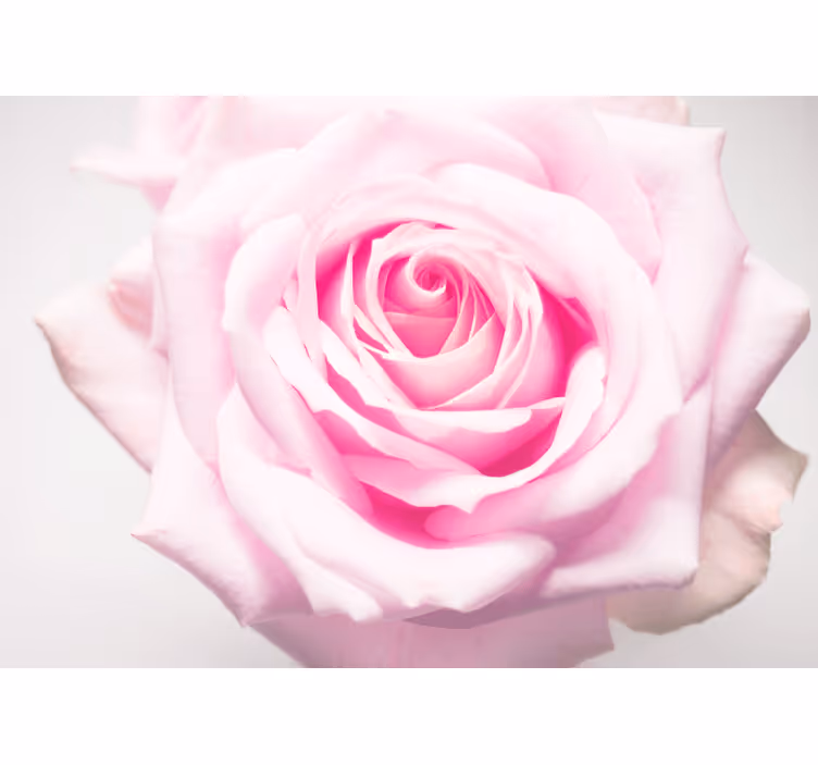 Fotomurale papaveri rosa soft pink - TenStickers