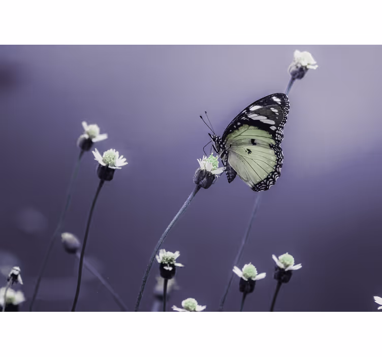Fotomurale fiori farfalla sui fiori - TenStickers