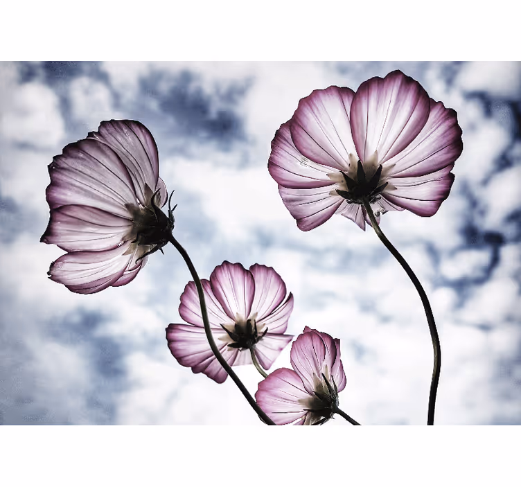 Fotomurale fiori bellezza floreale delicata - TenStickers
