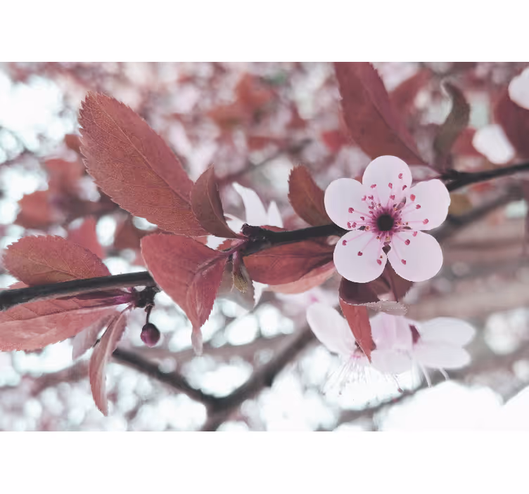 Fotomurale fiori fioritura di ciliegio - TenStickers