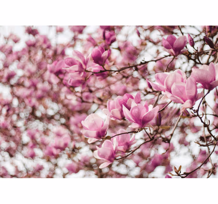 Fotomurali magnolias esposizione di fiori di magnolia - TenStickers