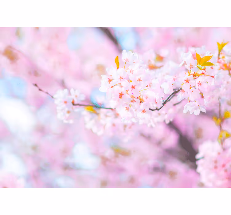 Fotomurale fiori splendore di fiori di ciliegio - TenStickers