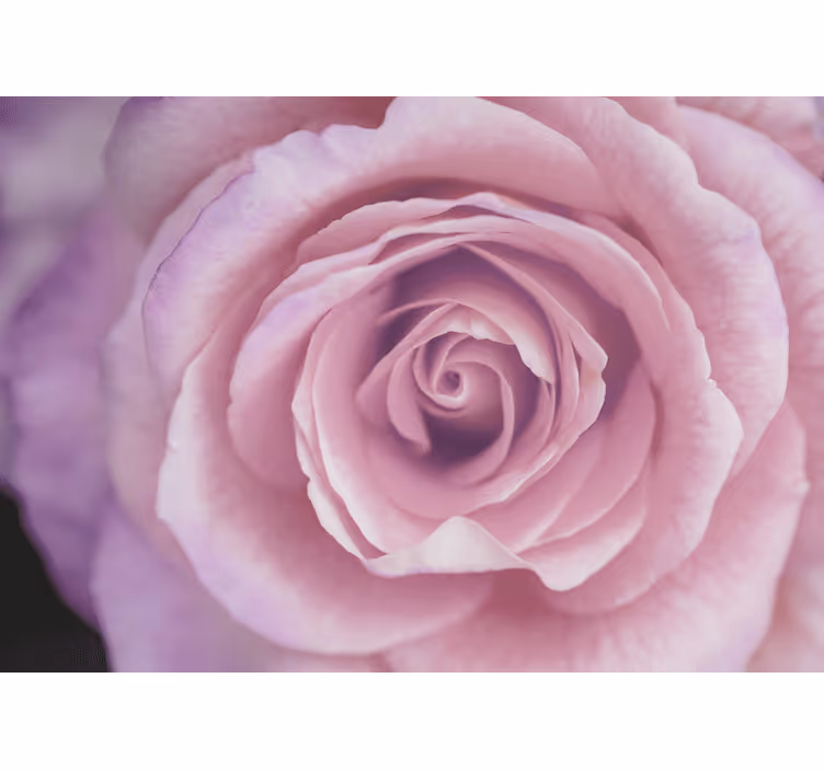 Fotomurale fiori fioritura di rose rosa - TenStickers