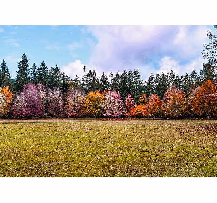 Fotomurali natura foresta autunnale colorata - TenStickers
