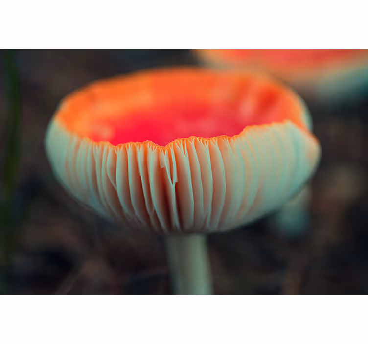 Fotomurale papaveri fiore di papavero elegante - TenStickers