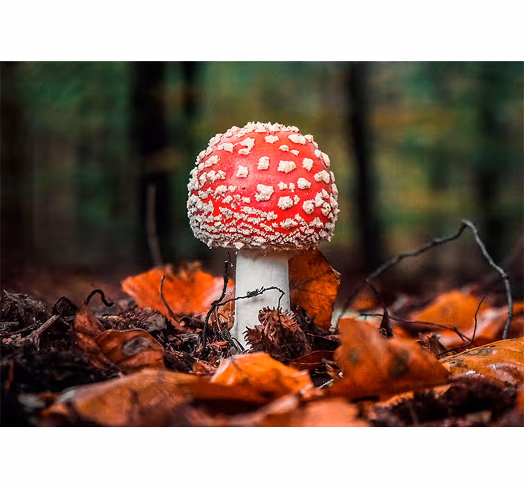 Fotomurali natura fungo toadstool rosso - TenStickers