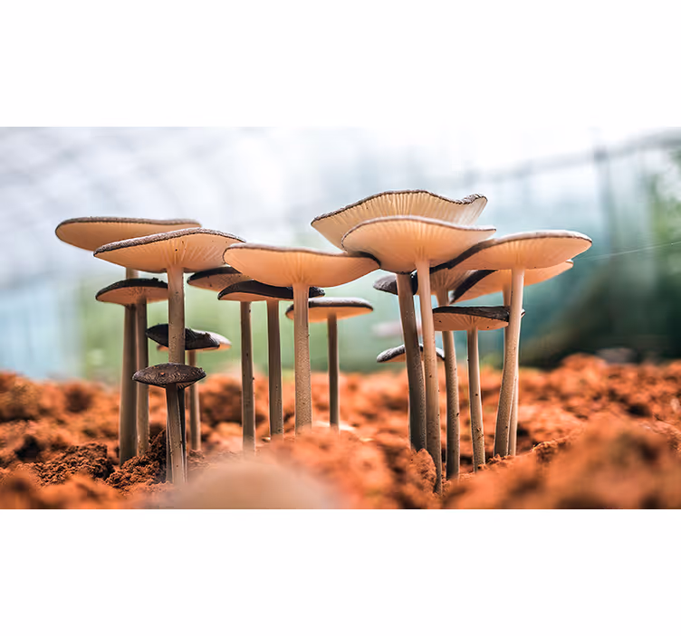 Fotomurali originali scena di gruppo di funghi - TenStickers