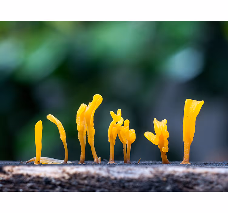 Fotomurali natura crescita di funghi gialli - TenStickers