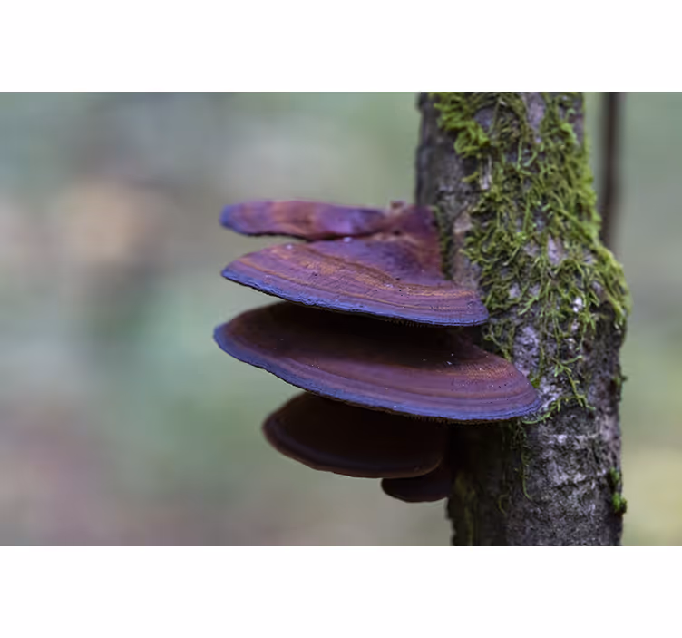 Fotomurali natura dettaglio crescita funghi - TenStickers
