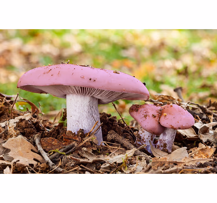 Fotomurali fiori diversi gruppo di funghi rosa - TenStickers