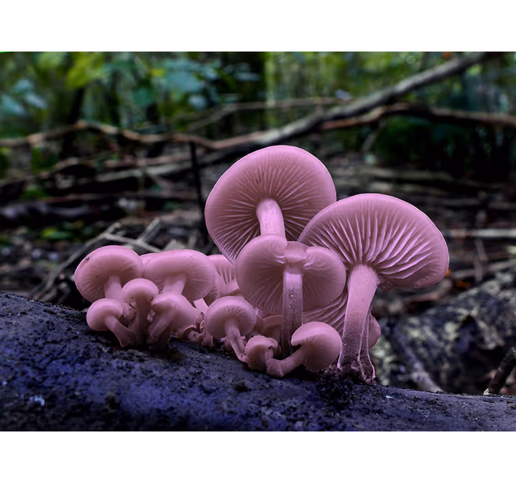 Fotomurale fiori grappoli di funghi rosa - TenStickers