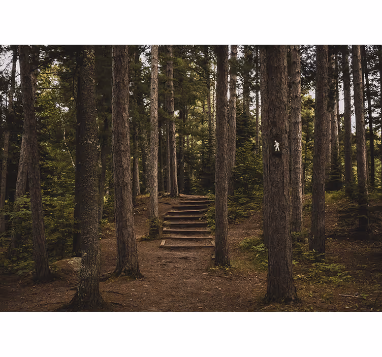 Fotomurale foresta sentiero di serenità - TenStickers