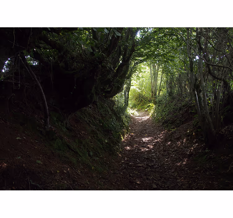 Fotomurale foresta sentiero nel bosco - TenStickers