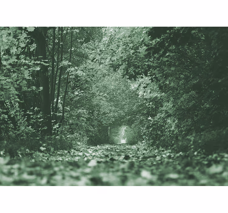 Fotomurale foresta sentiero boschivo lussureggiante - TenStickers