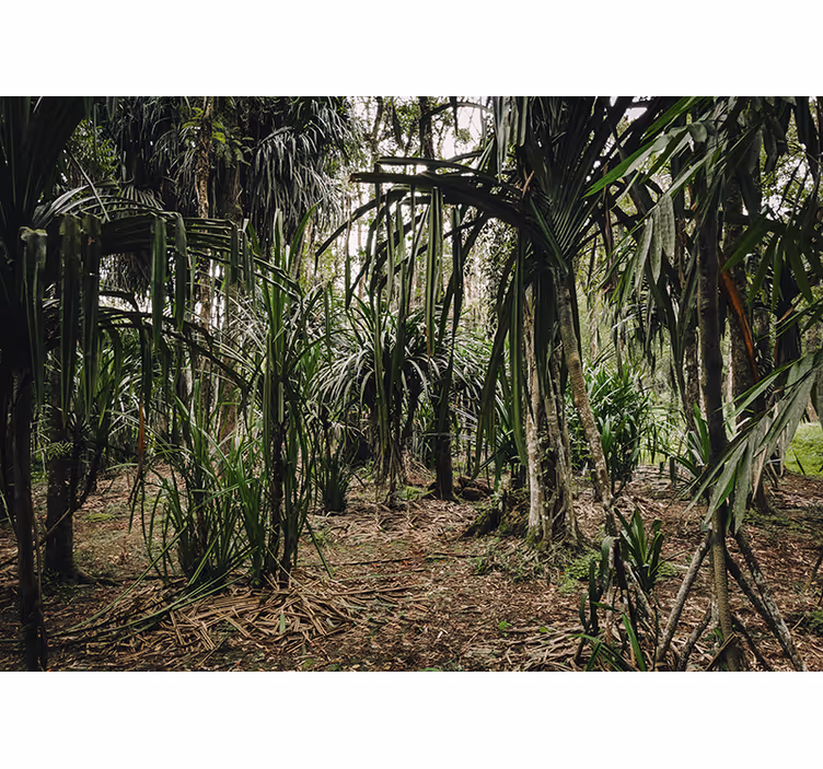 Fotomurale soggiorno giungla tropicale lussureggiante - TenStickers