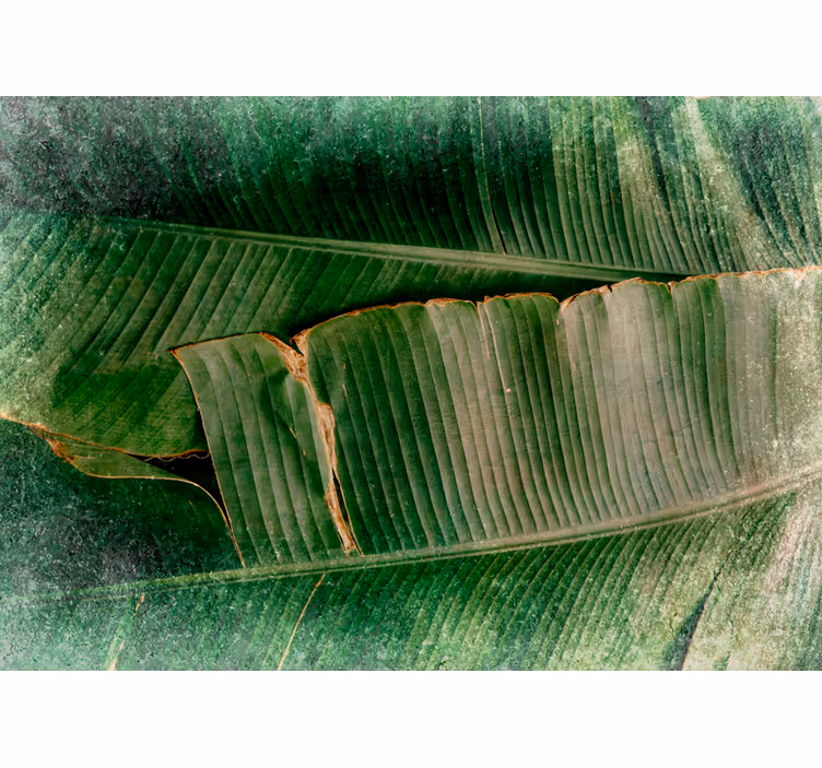 Fotomurali natura foglie vibranti a strati - TenStickers