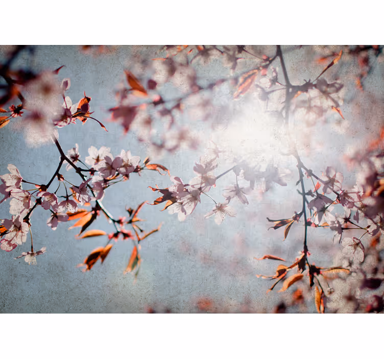 Fotomurale fiori rami di sakura - TenStickers