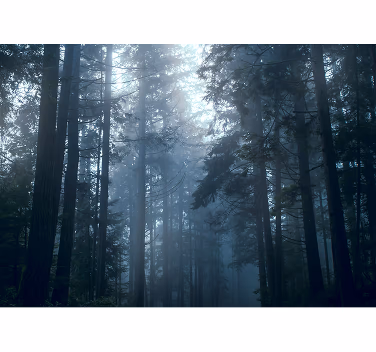 Fotomurale foresta foreste sempreverdi nebbiose - TenStickers