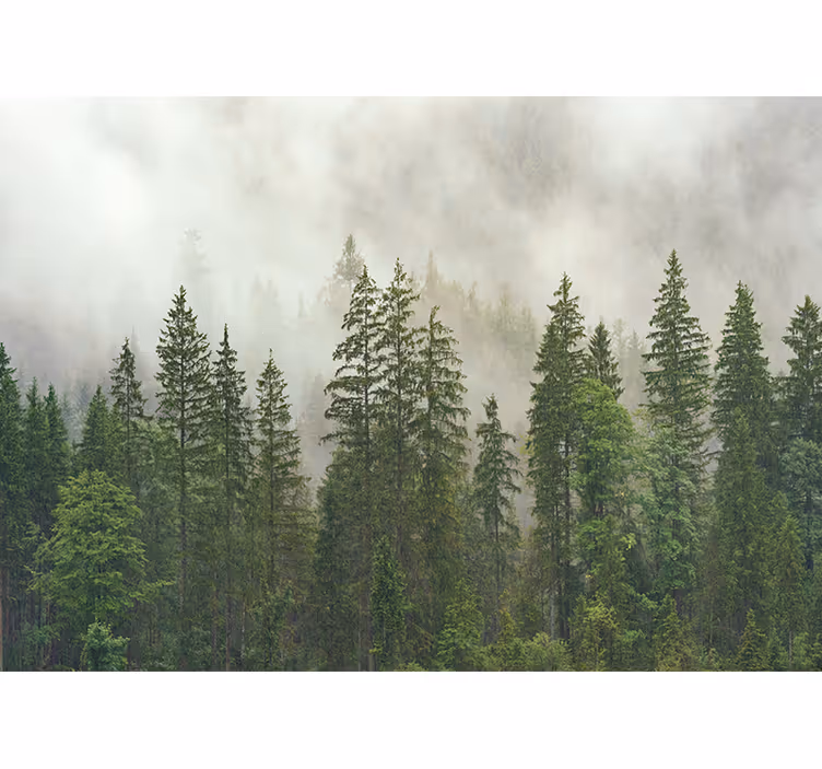 Fotomurale foresta vista nella nebbia - TenStickers
