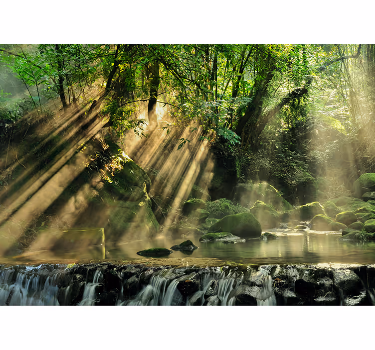 Fotomurali natura ruscello della foresta illuminato dal sole - TenStickers