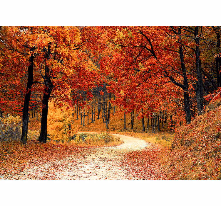Fotomurali natura sentiero boschivo d'autunno - TenStickers
