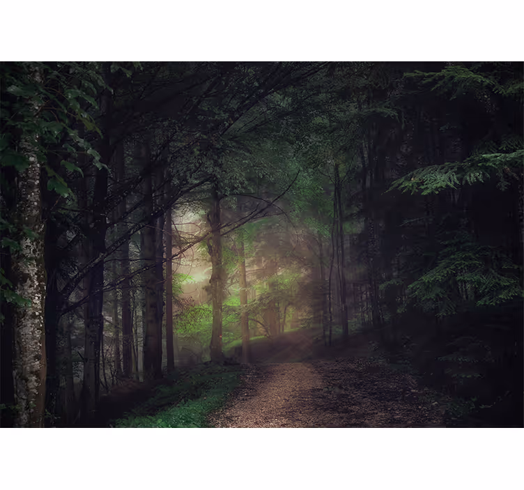 Fotomurale foresta sentiero della foresta serene - TenStickers
