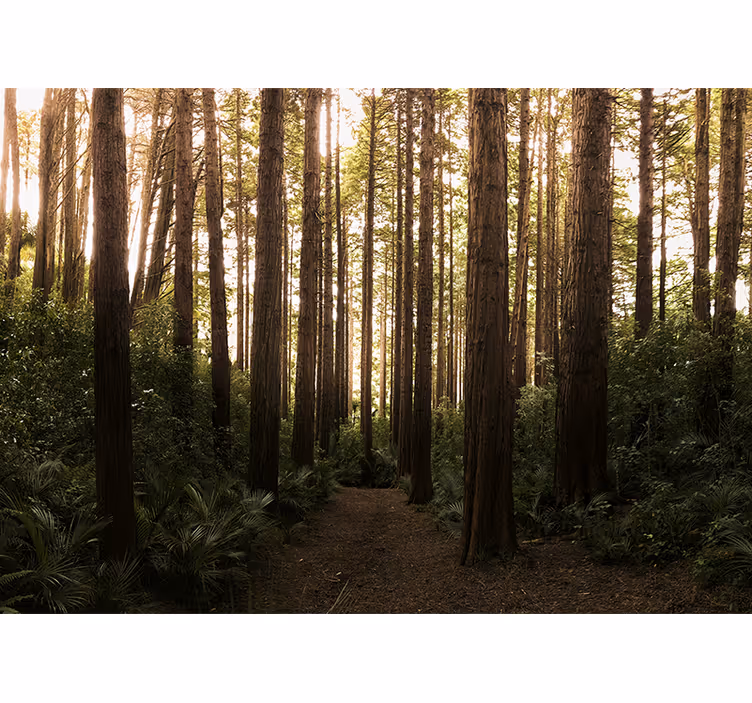Fotomurali natura alberi alti della foresta - TenStickers