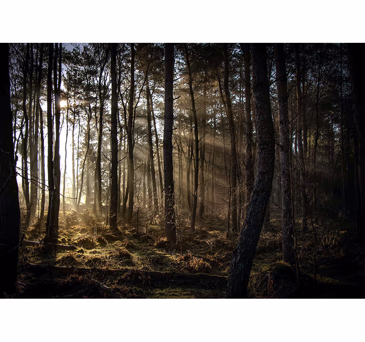 Fotomurale foresta radura soleggiata - TenStickers