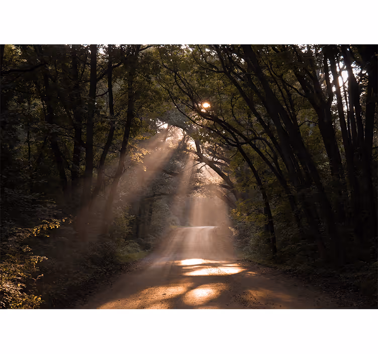 Fotomurali natura sentiero boscoso radioso - TenStickers