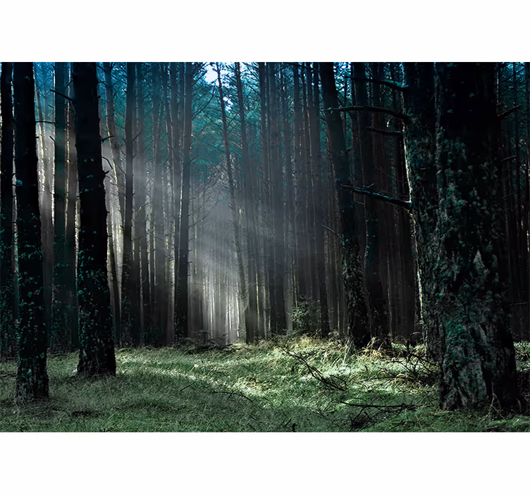 Fotomurale foresta sentiero della foresta radiosa - TenStickers