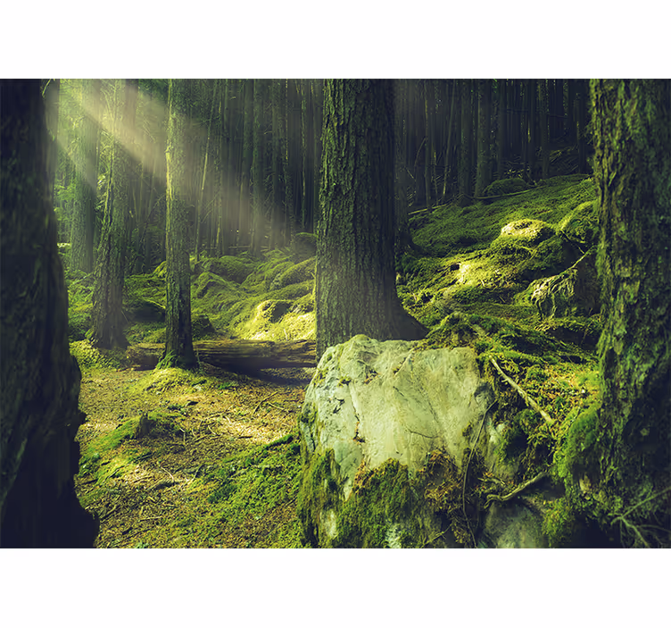 Fotomurali natura luce del sole tra gli alberi - TenStickers