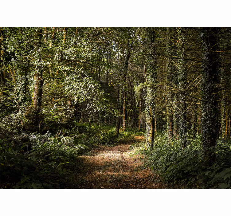 Fotomurale foresta sentiero lussureggiante - TenStickers