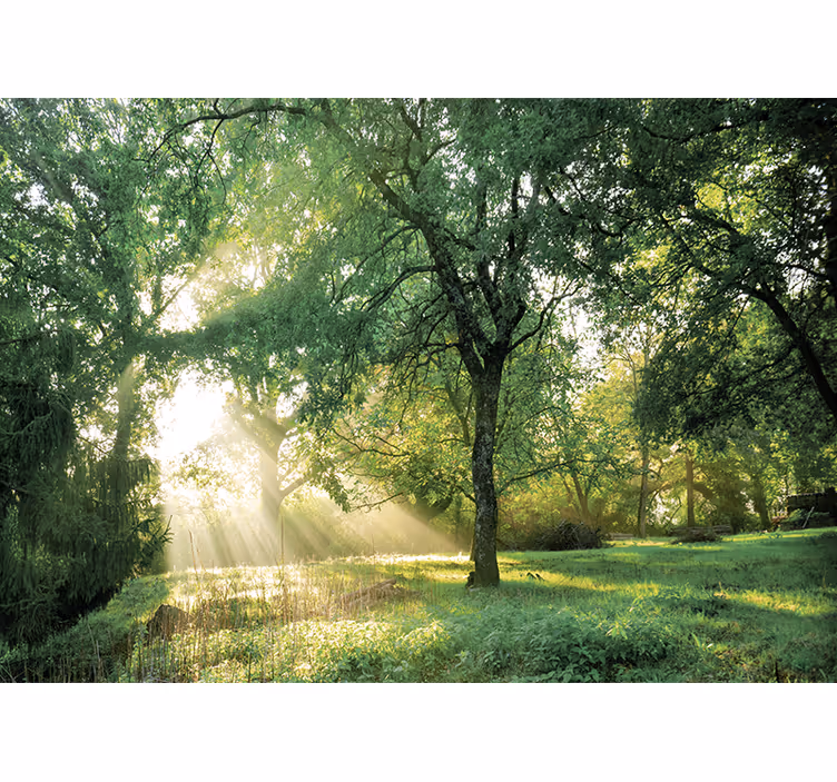 Fotomurali natura foresta serena illuminata dal sole - TenStickers