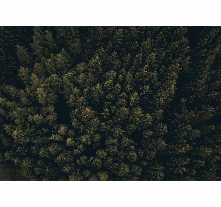 Fotomurali natura chioma verde lussureggiante - TenStickers