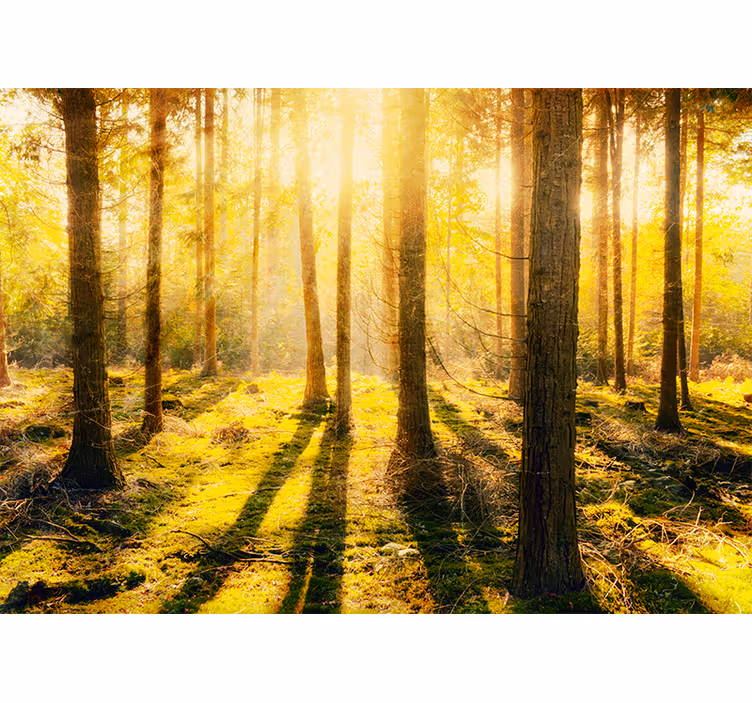 Fotomurali natura paesaggio boschivo soleggiato - TenStickers