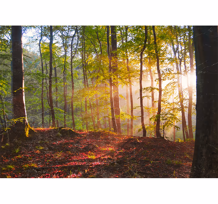 Fotomurale foresta vista boschiva soleggiata - TenStickers