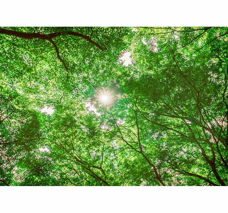 Fotomurali natura vista dalla canopia - TenStickers