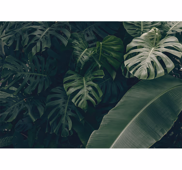 Fotomurali natura verde tropicale vivace - TenStickers