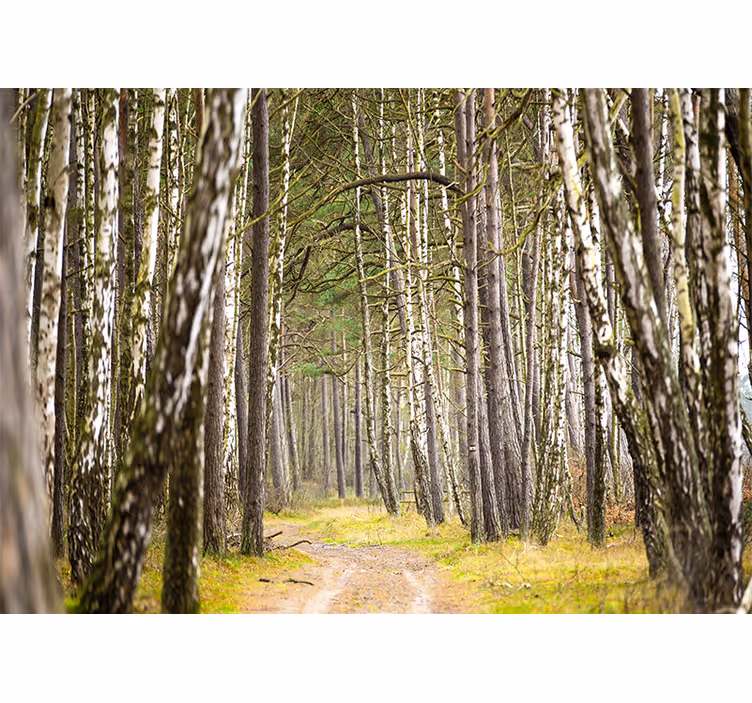 Fotomurale foresta sentiero boscoso sereno - TenStickers