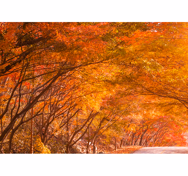 Fotomurale foresta sentiero autunnale nella foresta - TenStickers